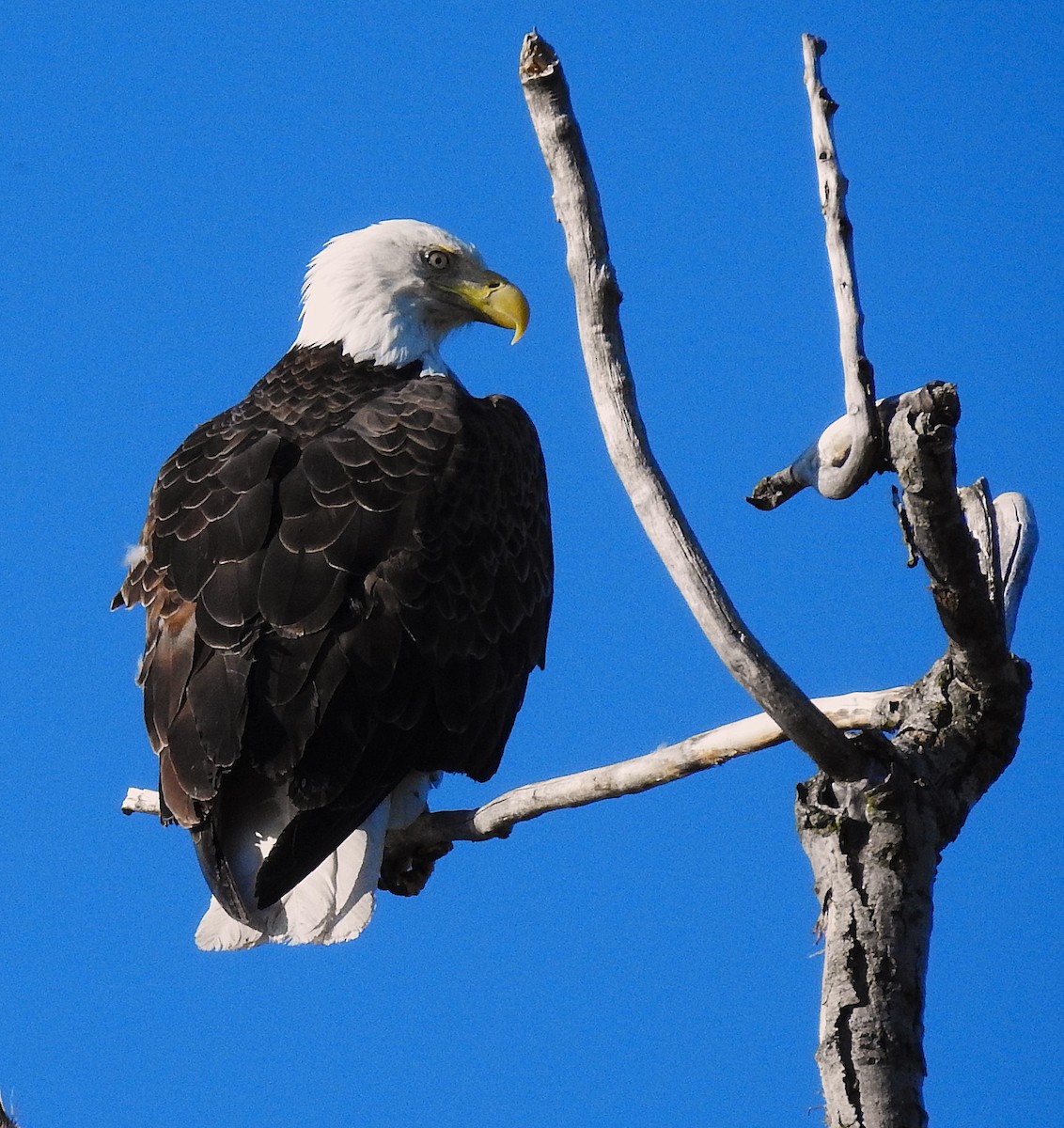 Weißkopf-Seeadler - ML635371334