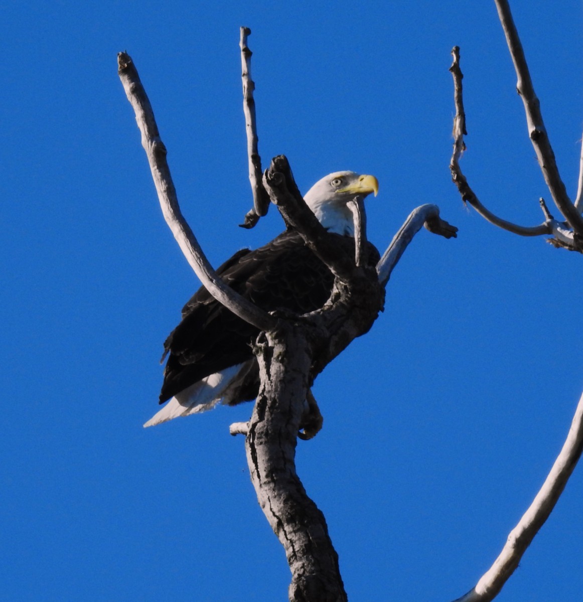 Weißkopf-Seeadler - ML635371338