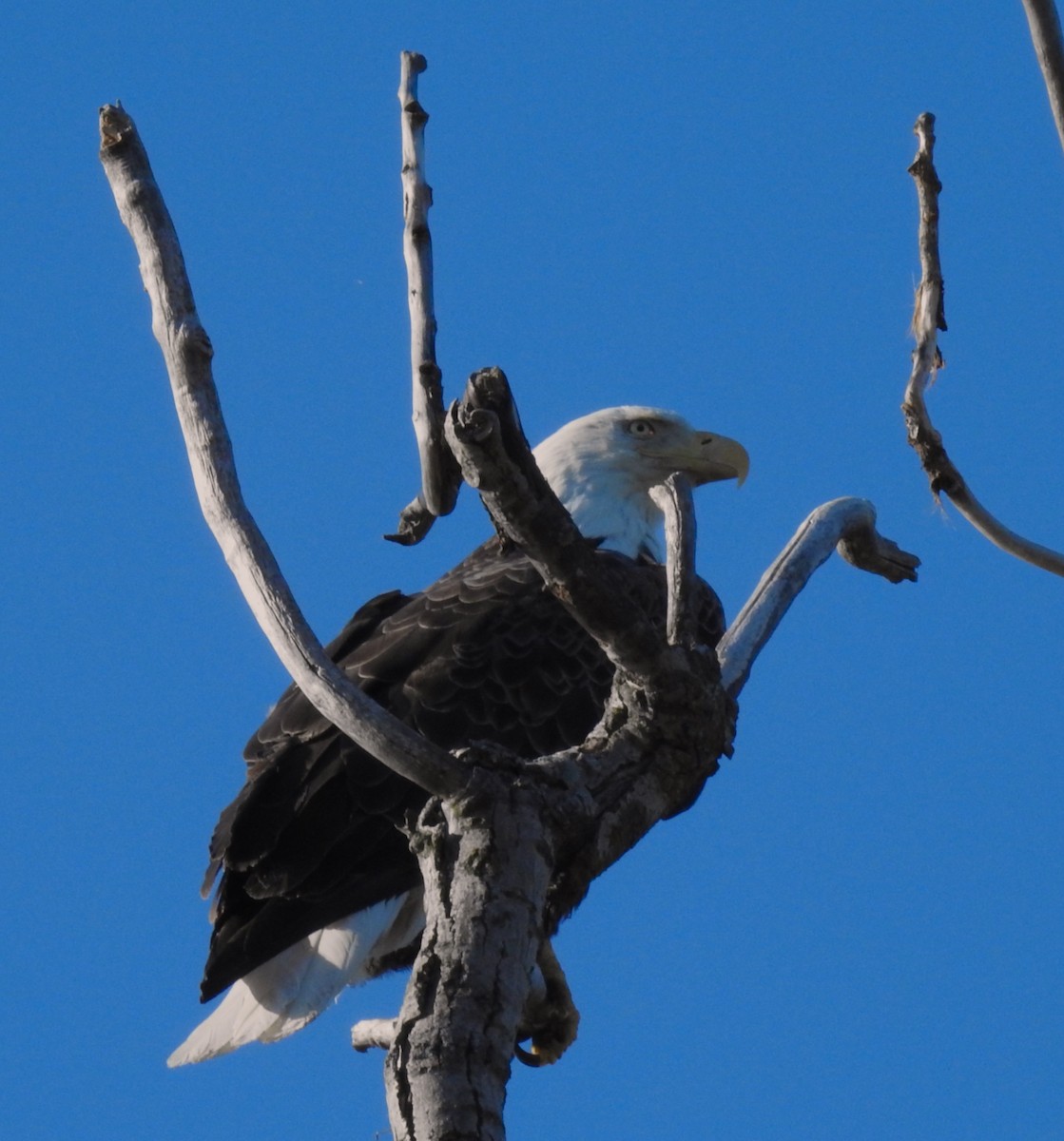 Weißkopf-Seeadler - ML635371344
