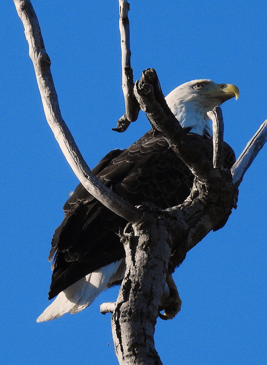 Weißkopf-Seeadler - ML635371346