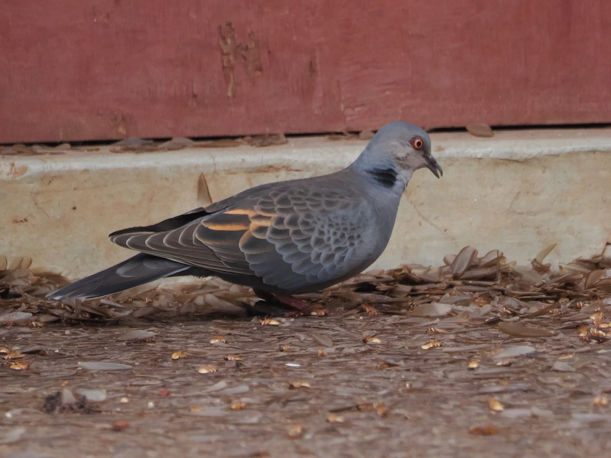 Dusky Turtle-Dove - ML635371348