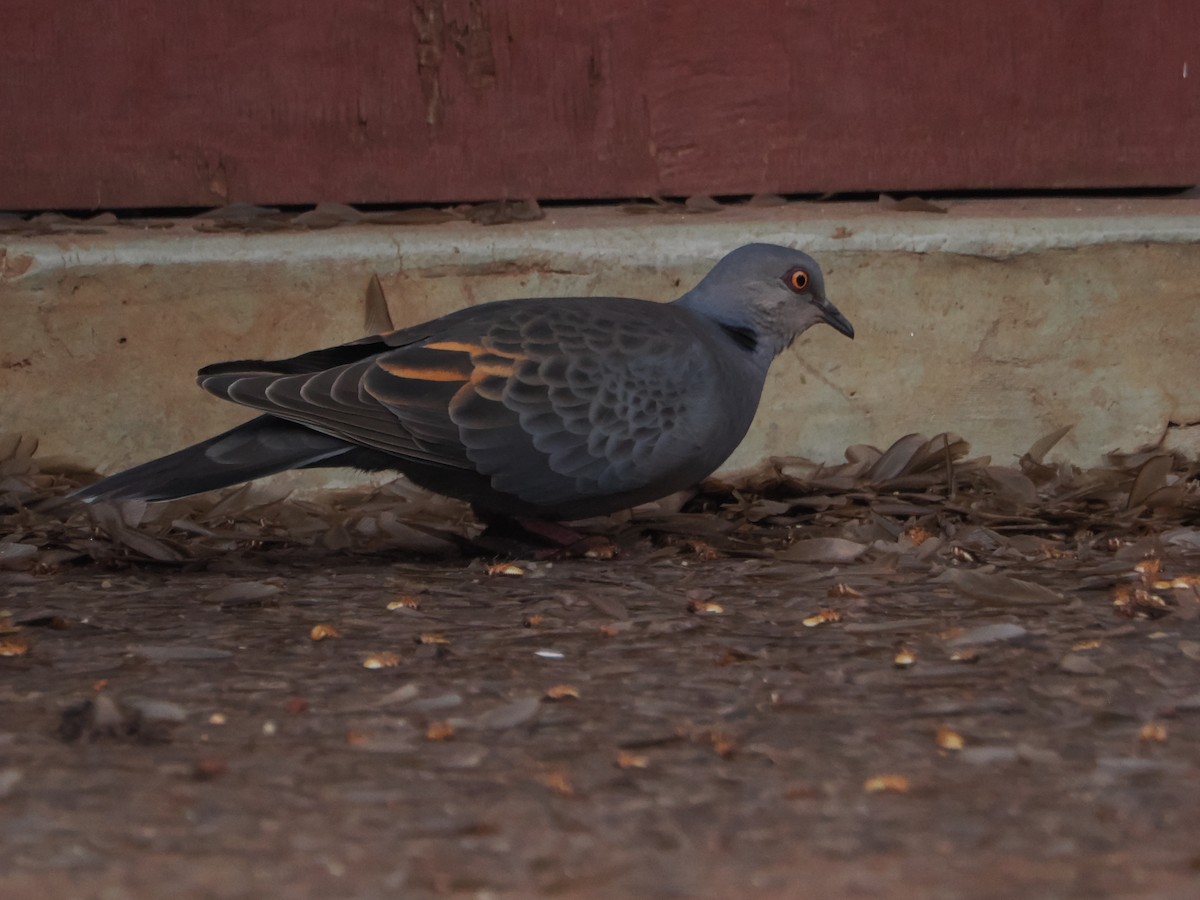 Dusky Turtle-Dove - ML635371349