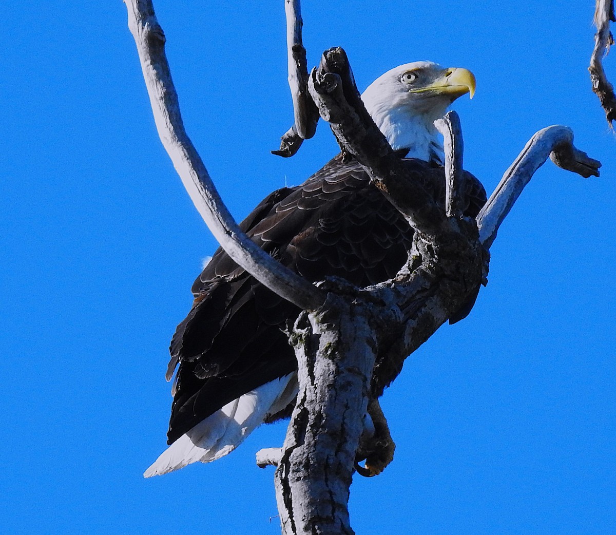 Weißkopf-Seeadler - ML635371352