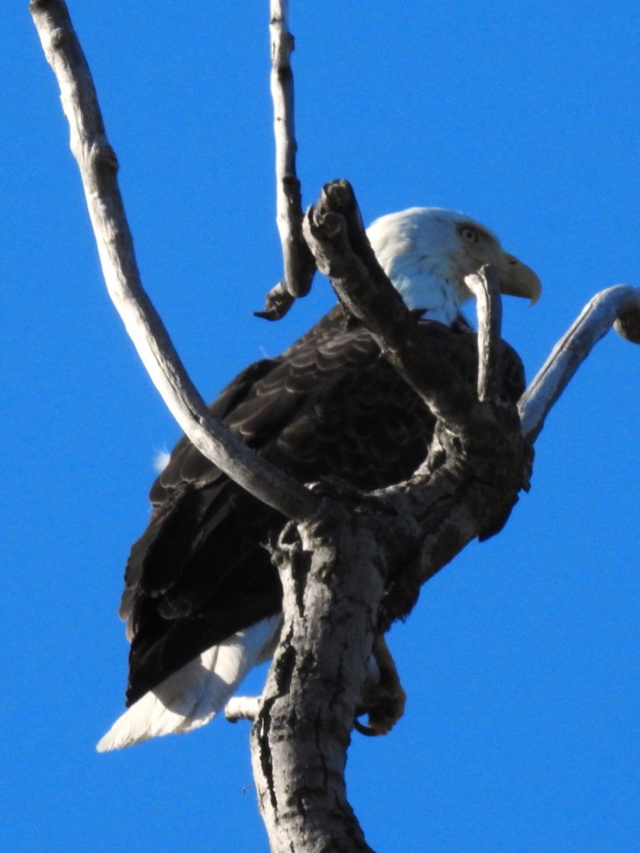 Weißkopf-Seeadler - ML635371353