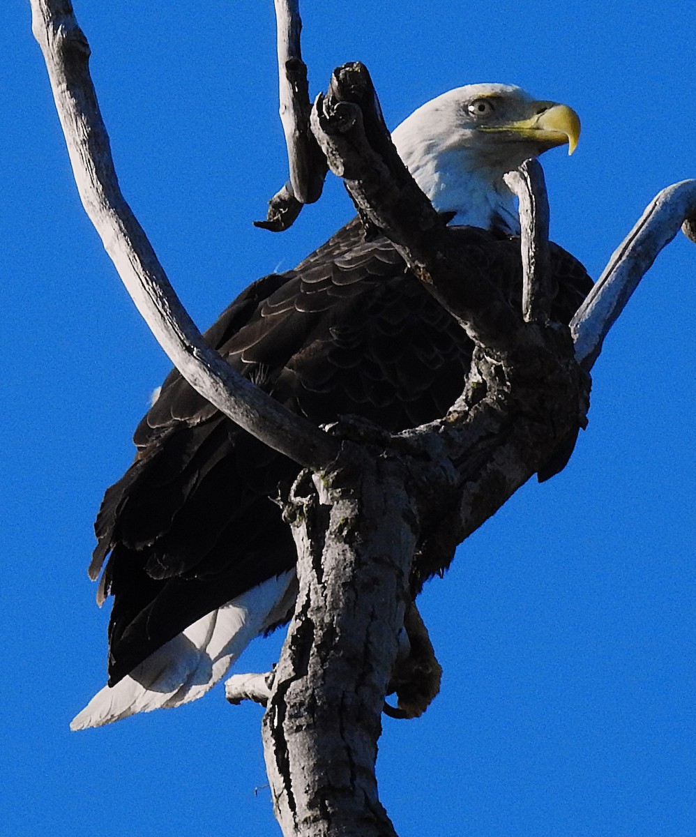 Weißkopf-Seeadler - ML635371357