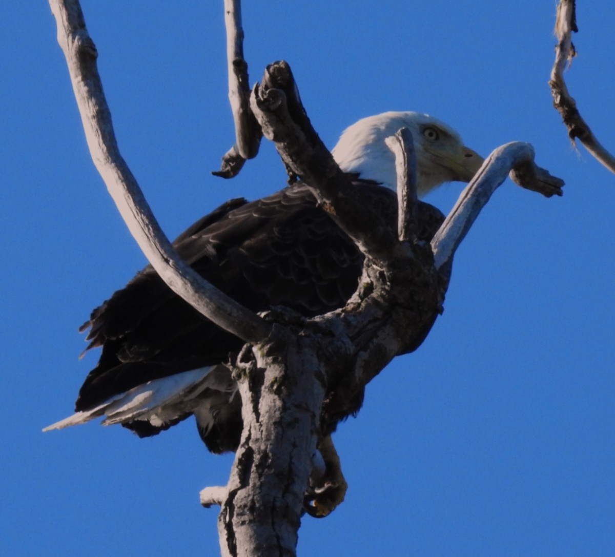 Weißkopf-Seeadler - ML635371358