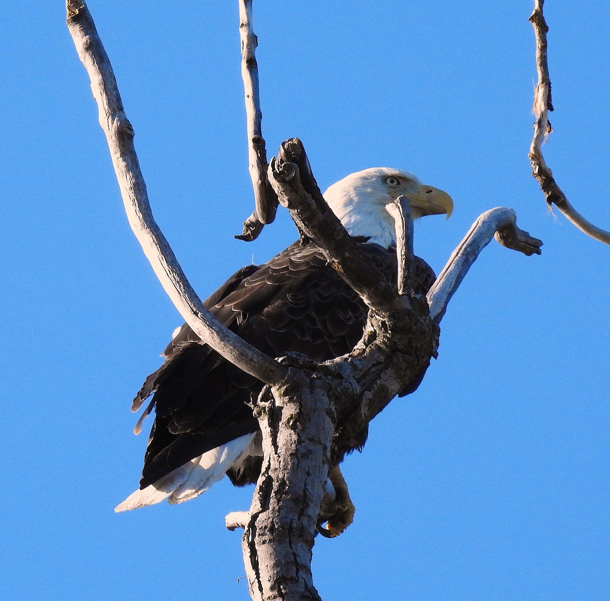 Weißkopf-Seeadler - ML635371363