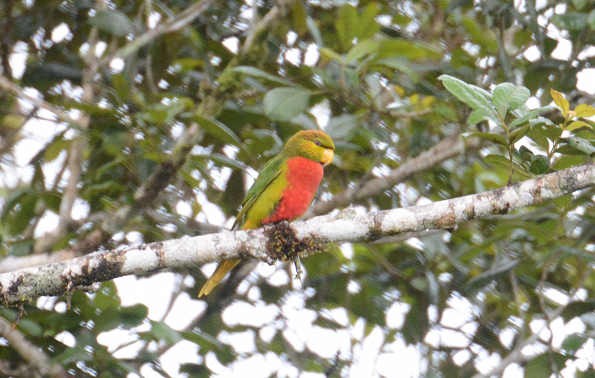 Yellow-billed Lorikeet - ML635371369