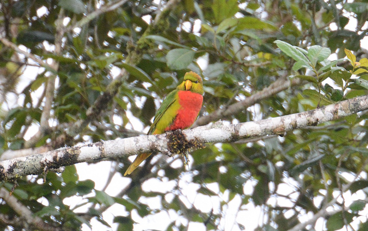 Yellow-billed Lorikeet - ML635371370