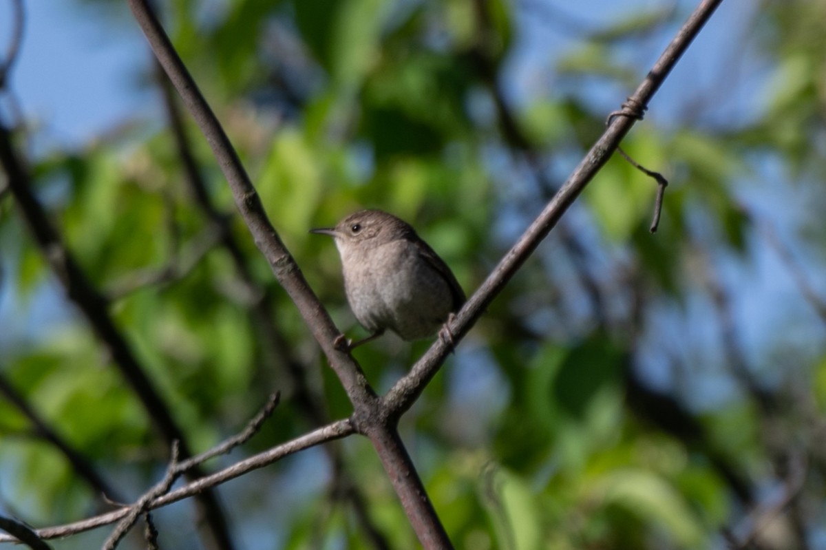 Northern House Wren - ML635371381