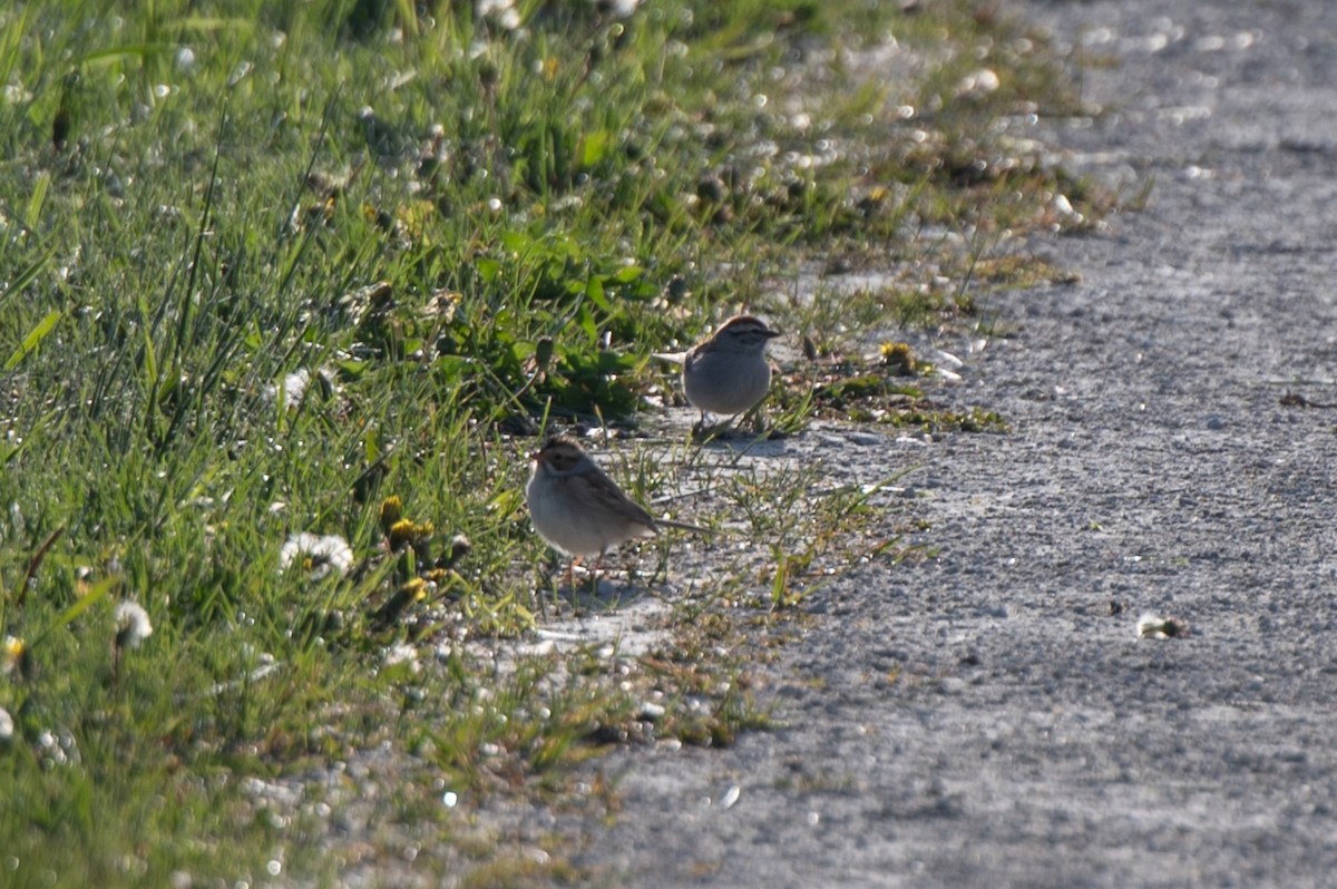 Chipping Sparrow - ML635371384
