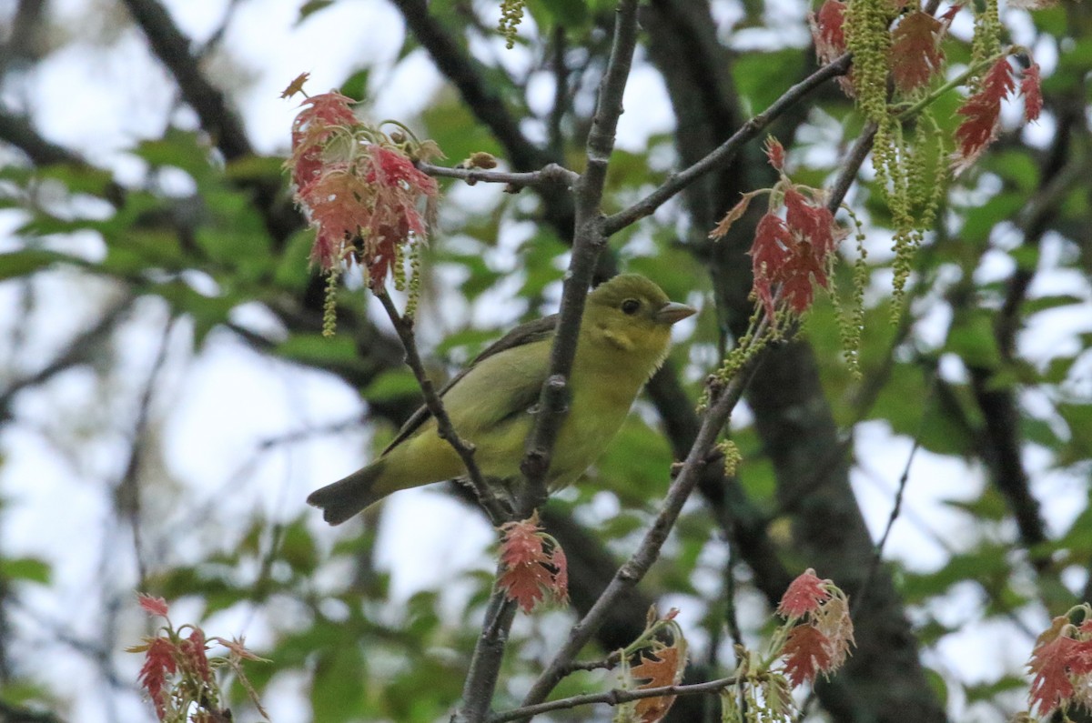 Scarlet Tanager - ML635371450