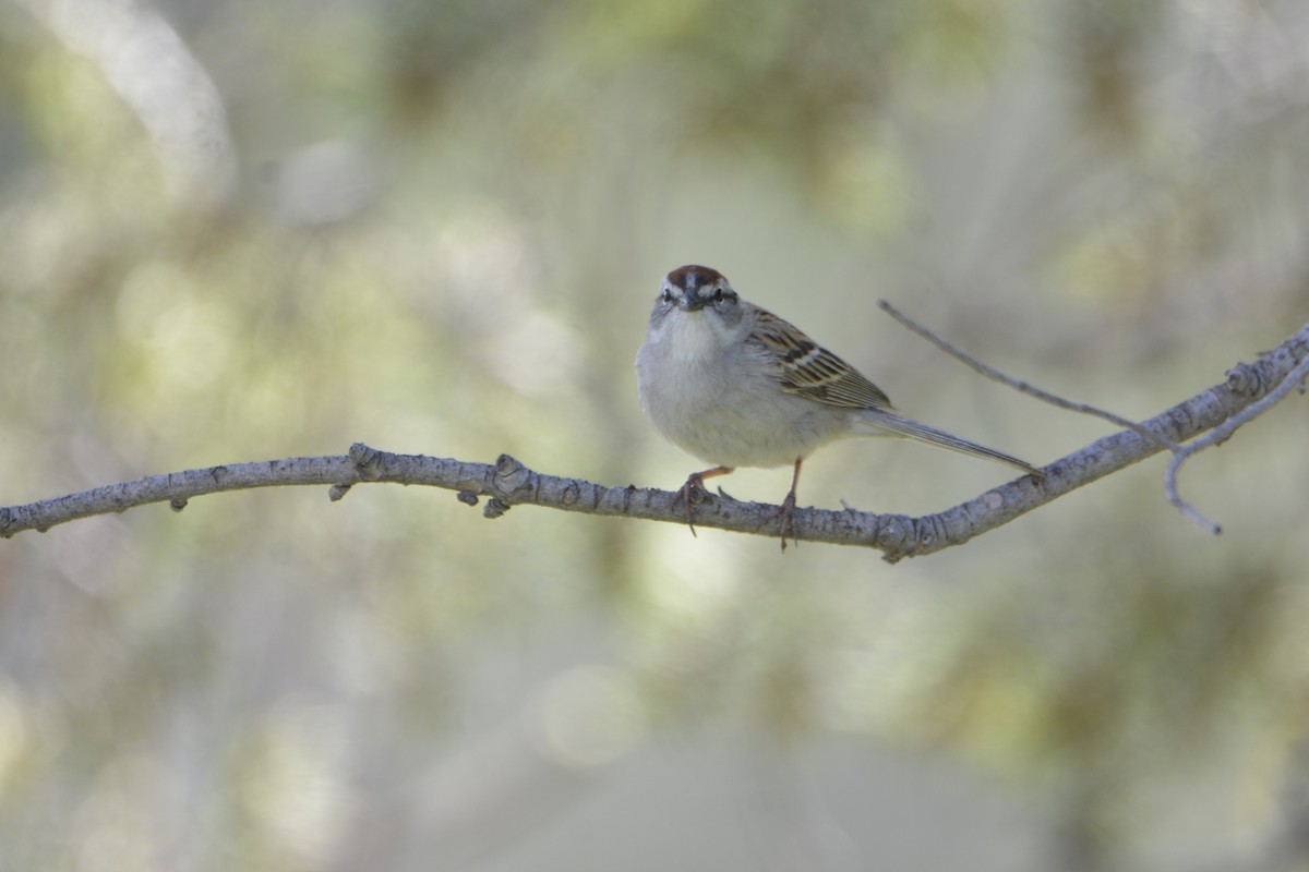 Chipping Sparrow - ML635371457