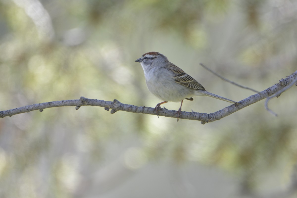Chipping Sparrow - ML635371458