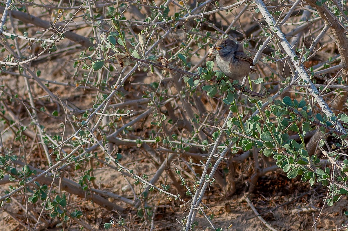 Asian Desert Warbler - ML635371489