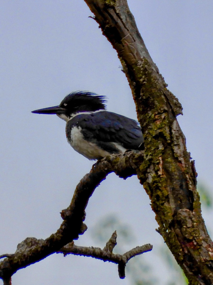 Belted Kingfisher - ML635371523