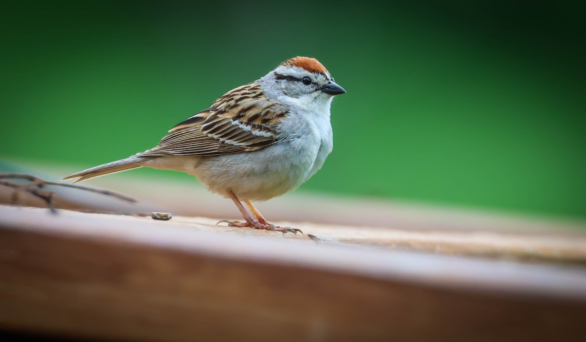 Chipping Sparrow - ML635371557