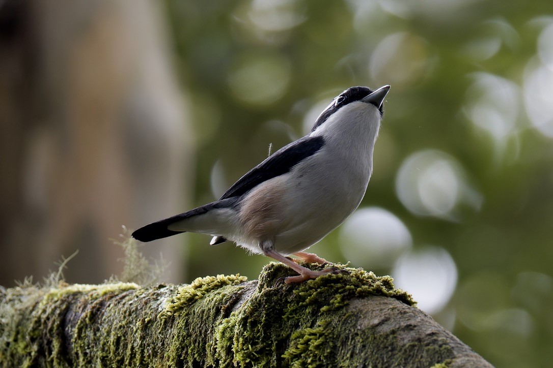 White-browed Shrike-Babbler (Blyth's) - ML635371569