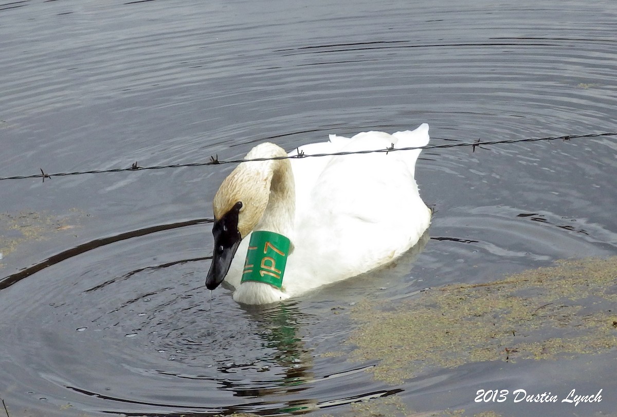 Trumpeter Swan - ML635371571