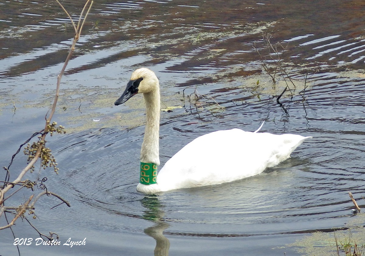 Trumpeter Swan - ML635371572