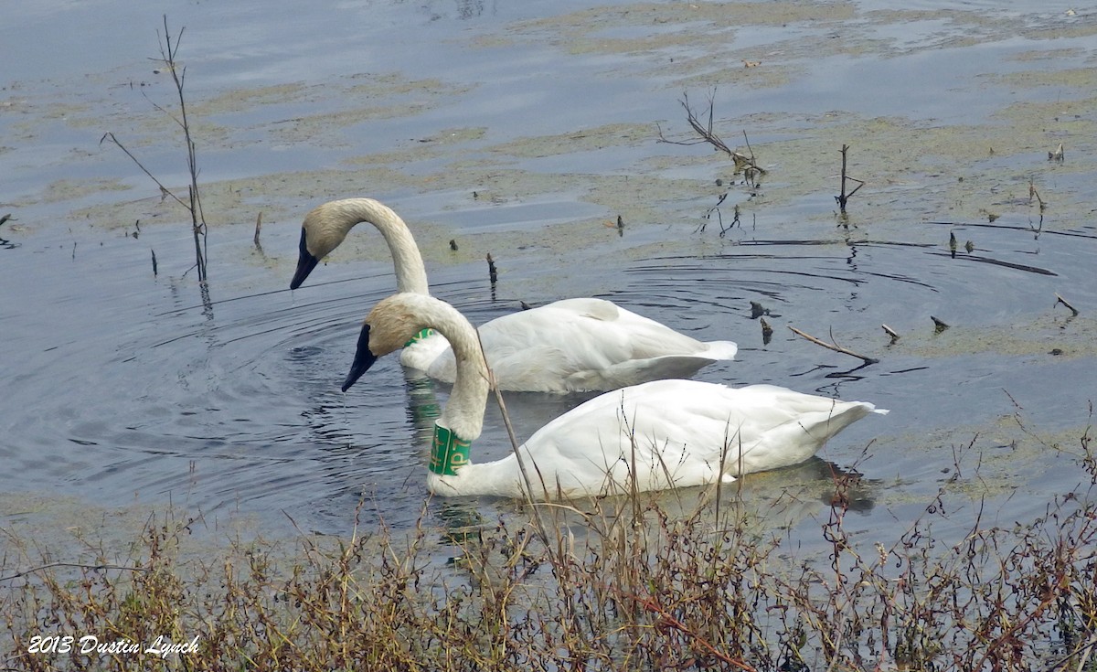 Trumpeter Swan - ML635371574