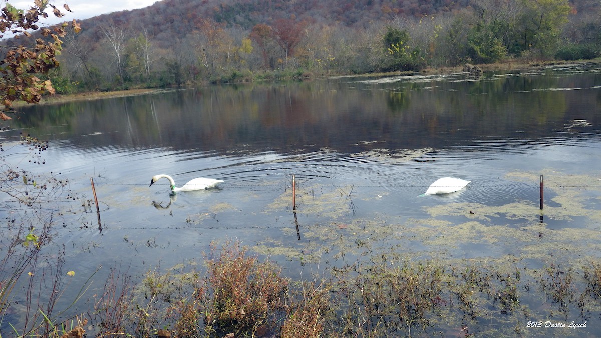 Trumpeter Swan - ML635371575