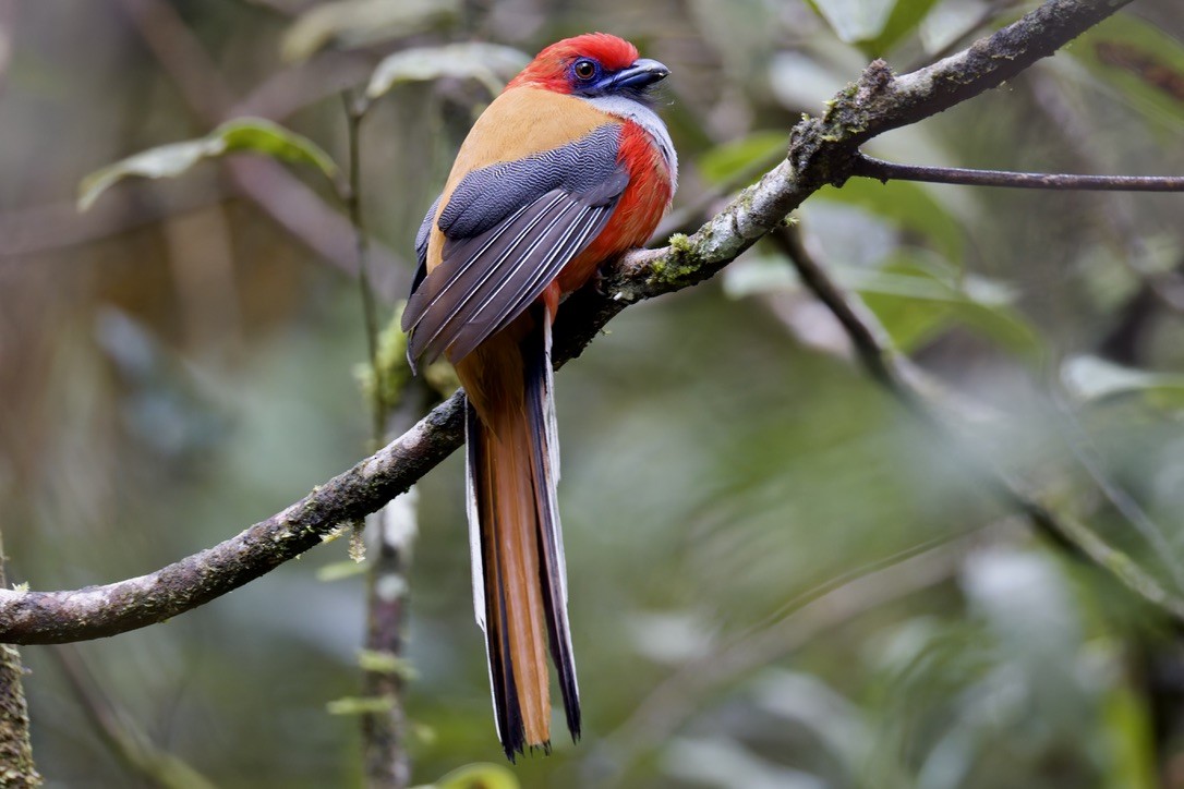 rødhettetrogon - ML635371598