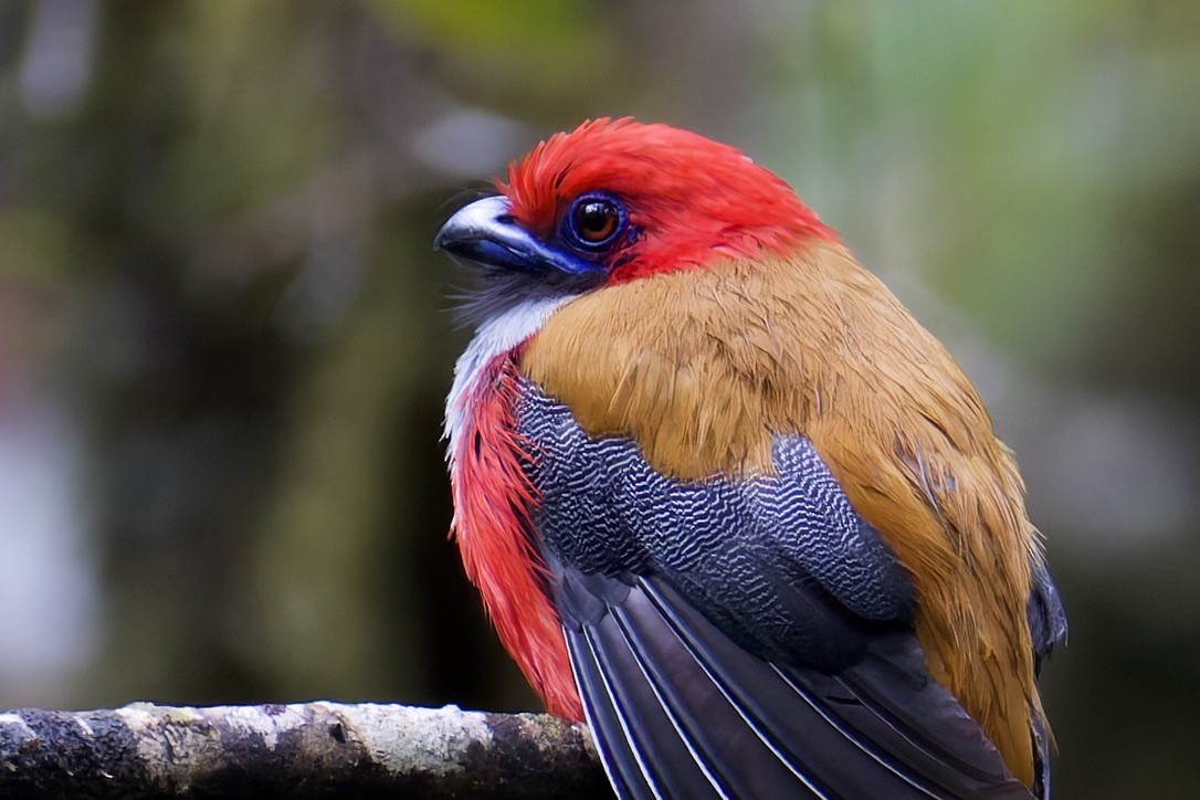 rødhettetrogon - ML635371599