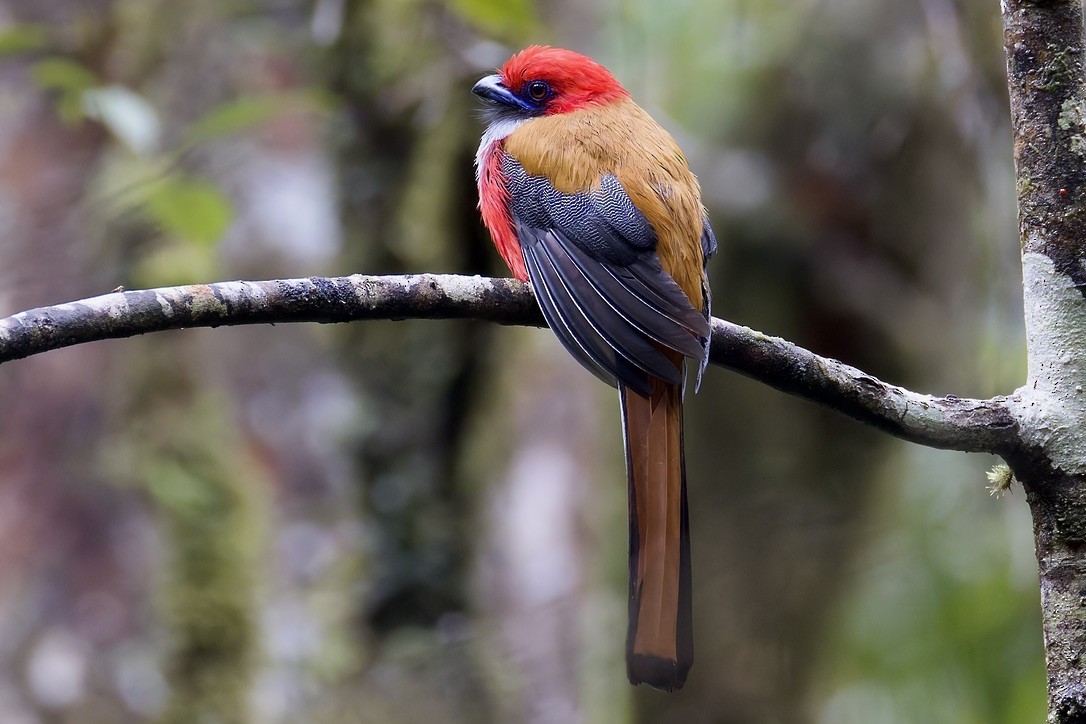 rødhettetrogon - ML635371601