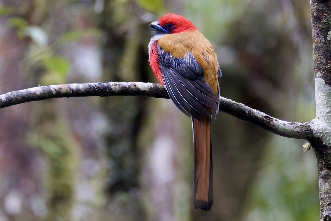 rødhettetrogon - ML635371602