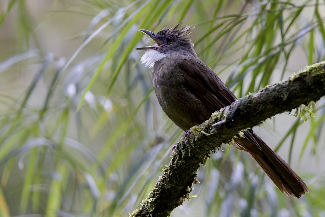 Penan Bulbul - ML635371615