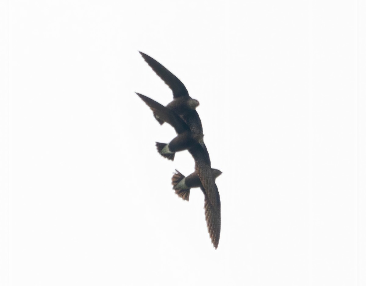 Silver-backed Needletail - ML635371681