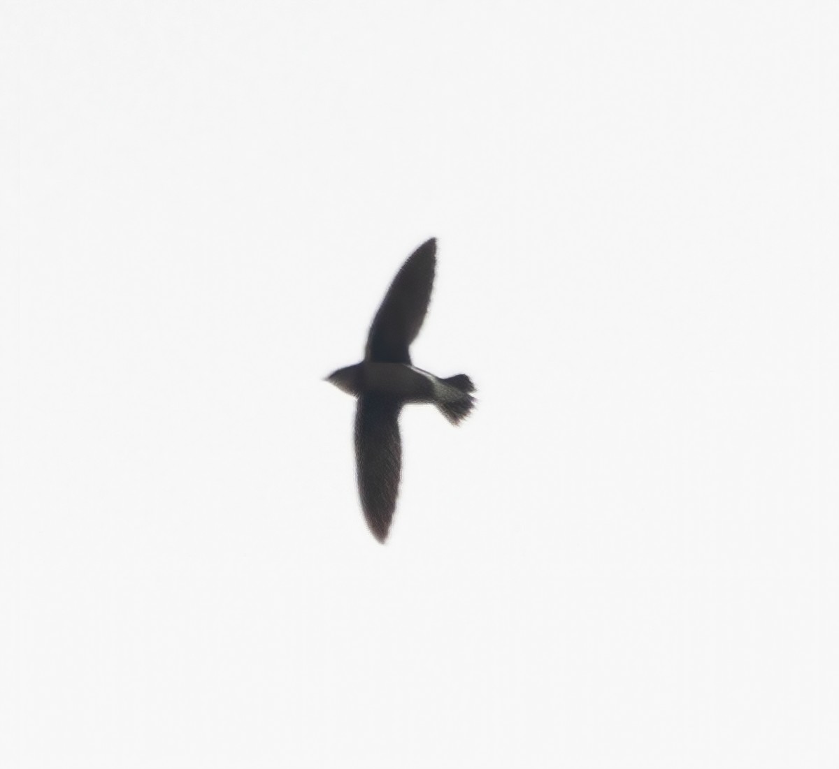 Silver-backed Needletail - ML635371682