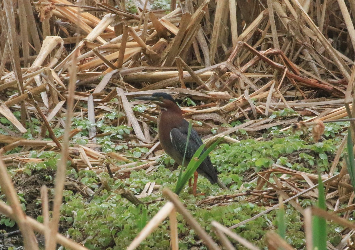 Green Heron - ML635371683