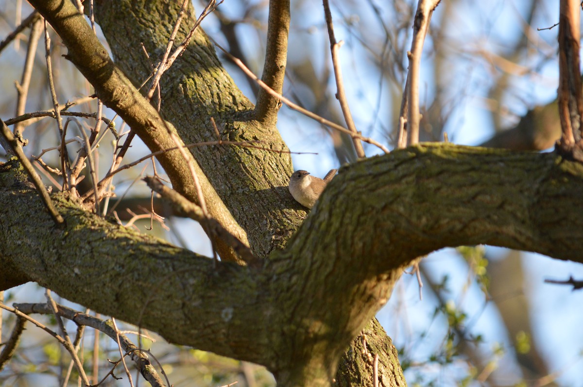 Northern House Wren - ML635371715