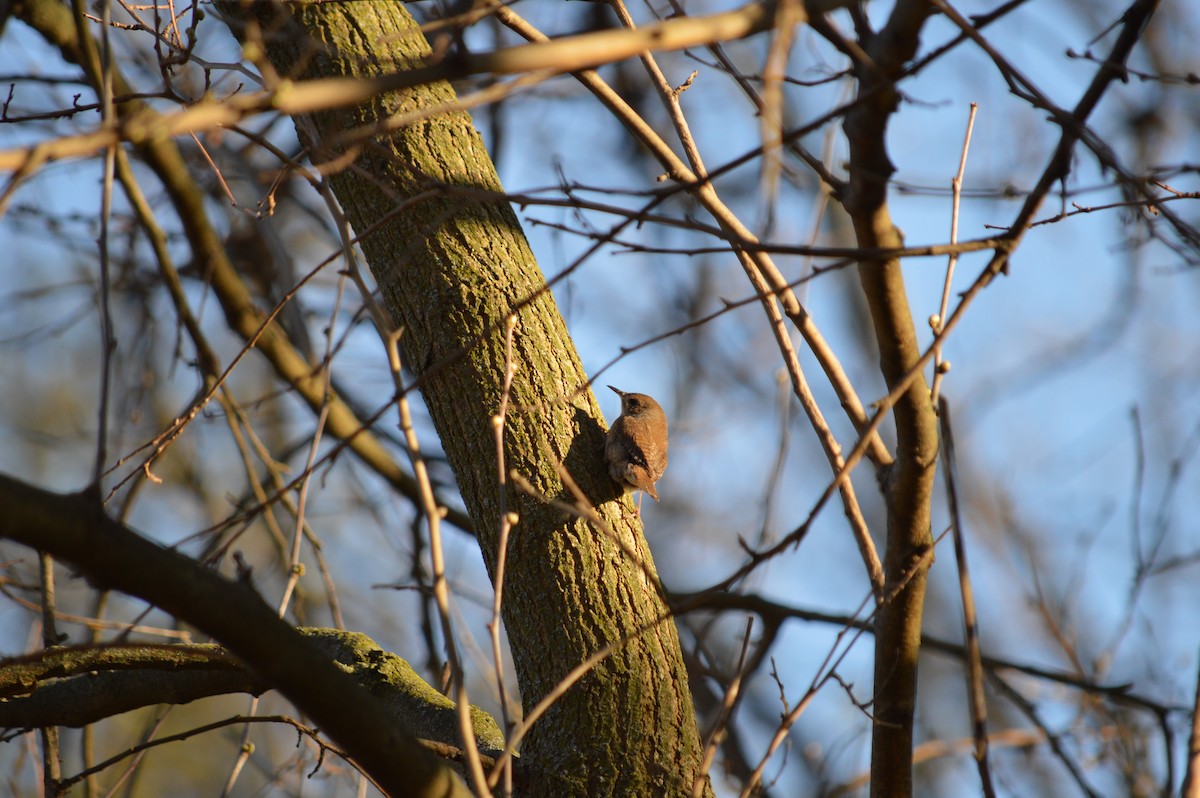 Northern House Wren - ML635371717