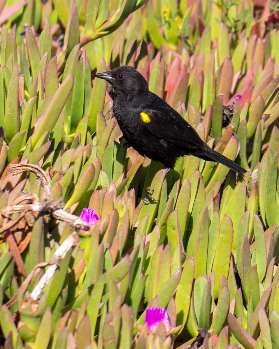 Yellow-winged Blackbird - ML635371753