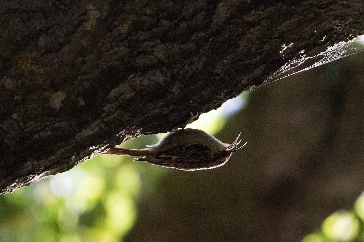 Brown Creeper - ML635371793