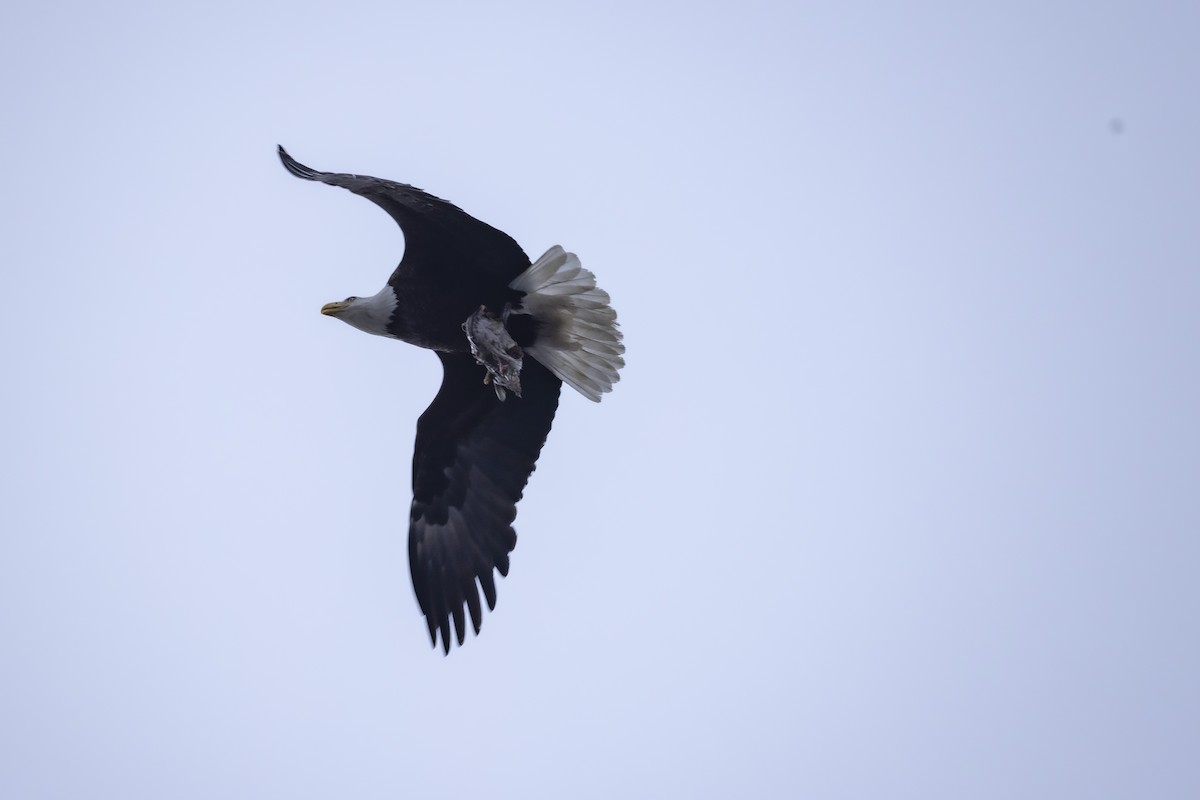 Weißkopf-Seeadler - ML635371817