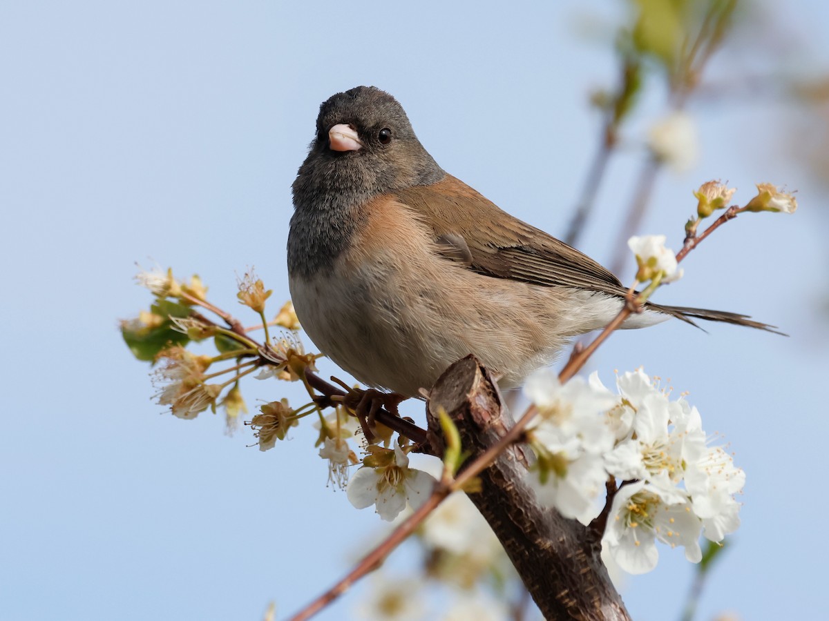 Dark-eyed Junco - ML635371825