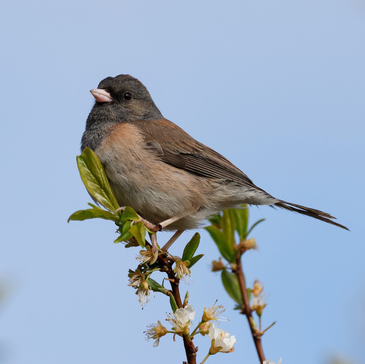 Dark-eyed Junco - ML635371826