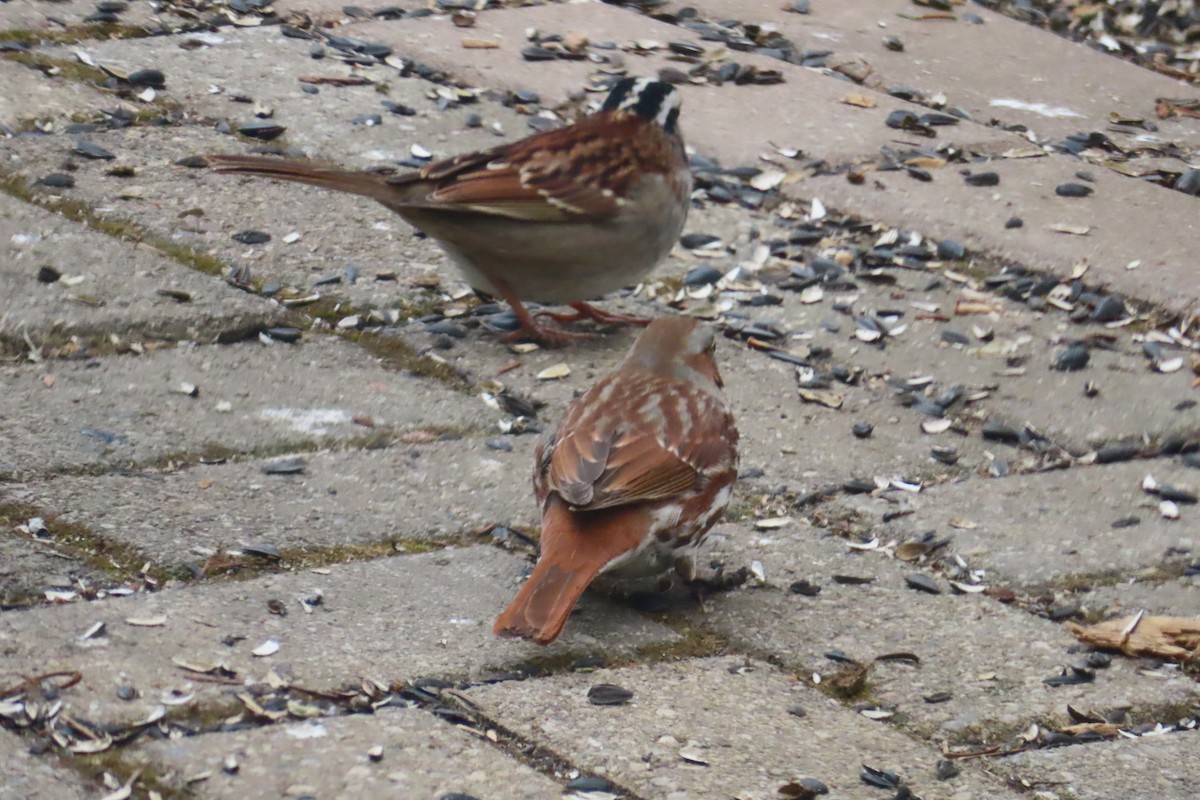 Fox Sparrow - ML635372072