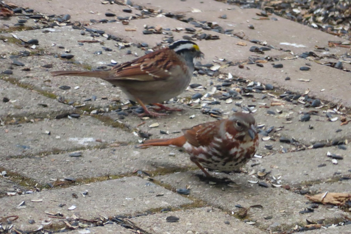 Fox Sparrow - ML635372073