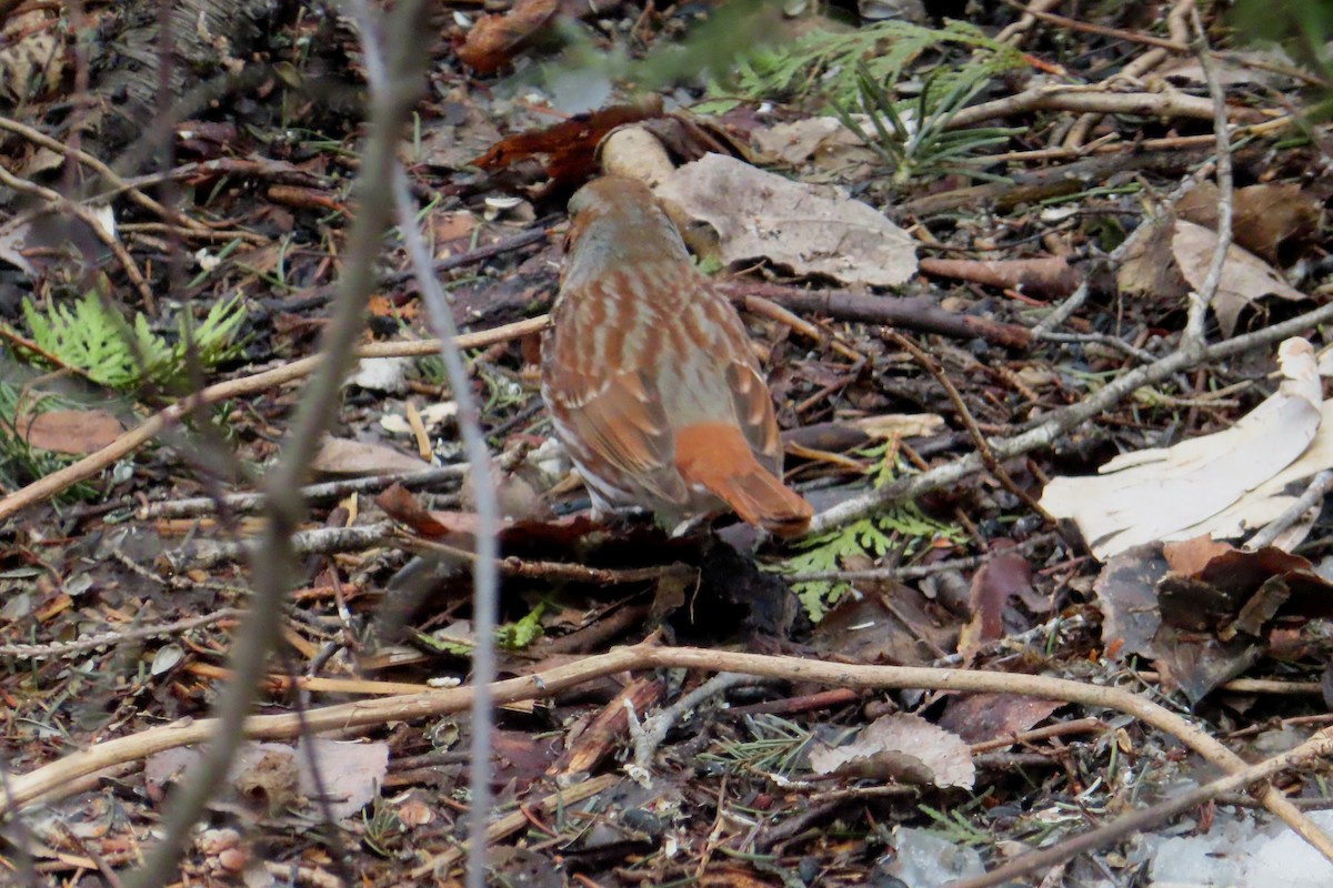 Fox Sparrow - ML635372076