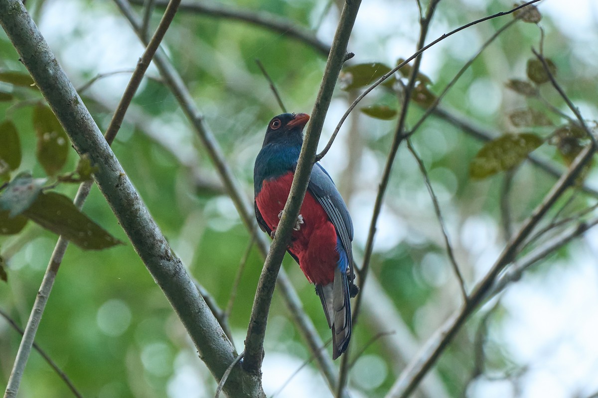 Slaty-tailed Trogon - ML635372087