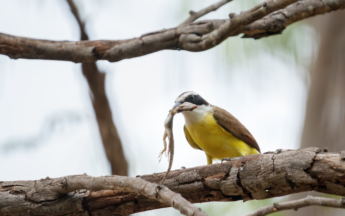 Great Kiskadee - ML635372103
