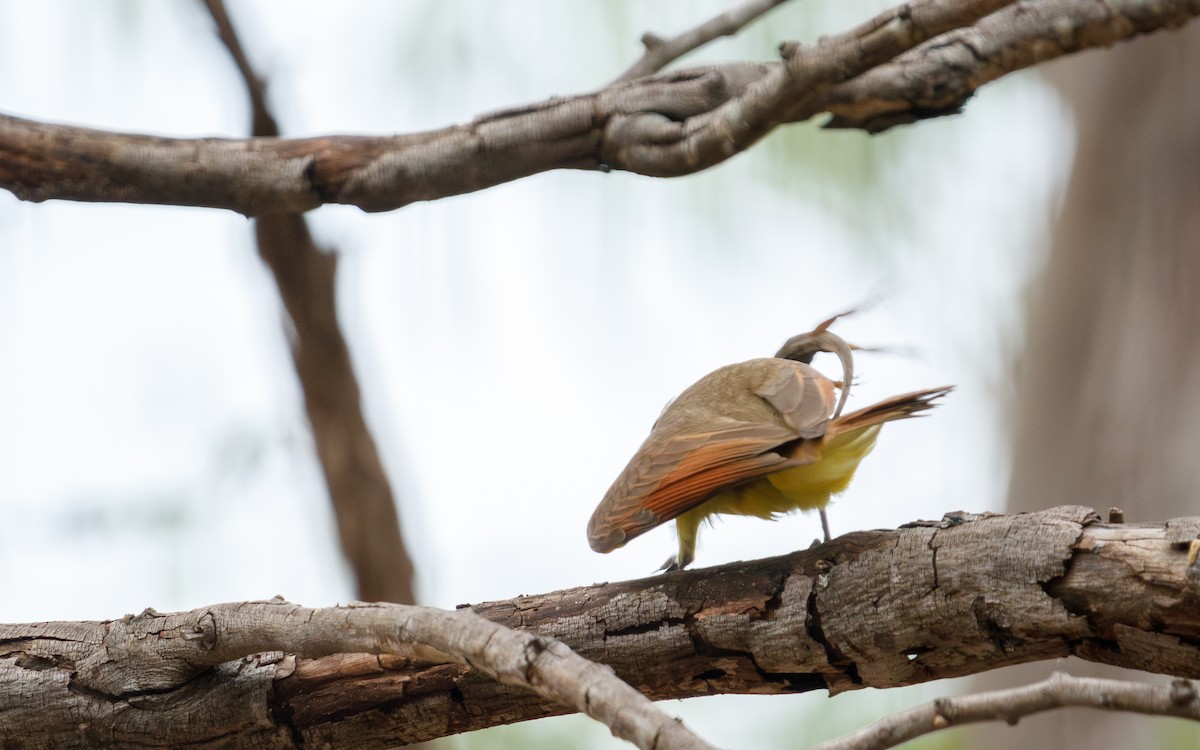 Great Kiskadee - ML635372108