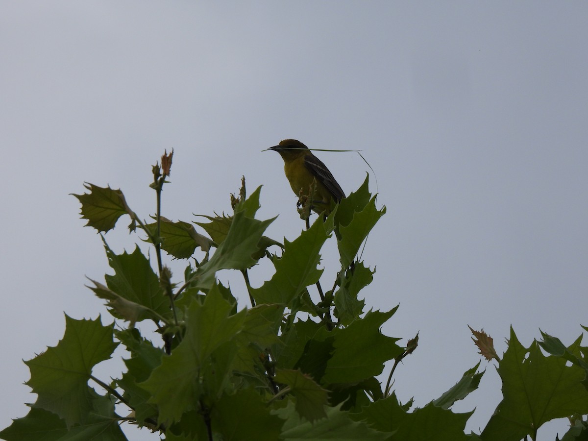 Orchard Oriole - ML635372109