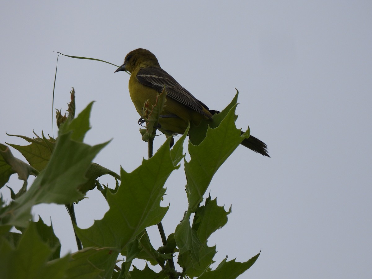 Orchard Oriole - ML635372110