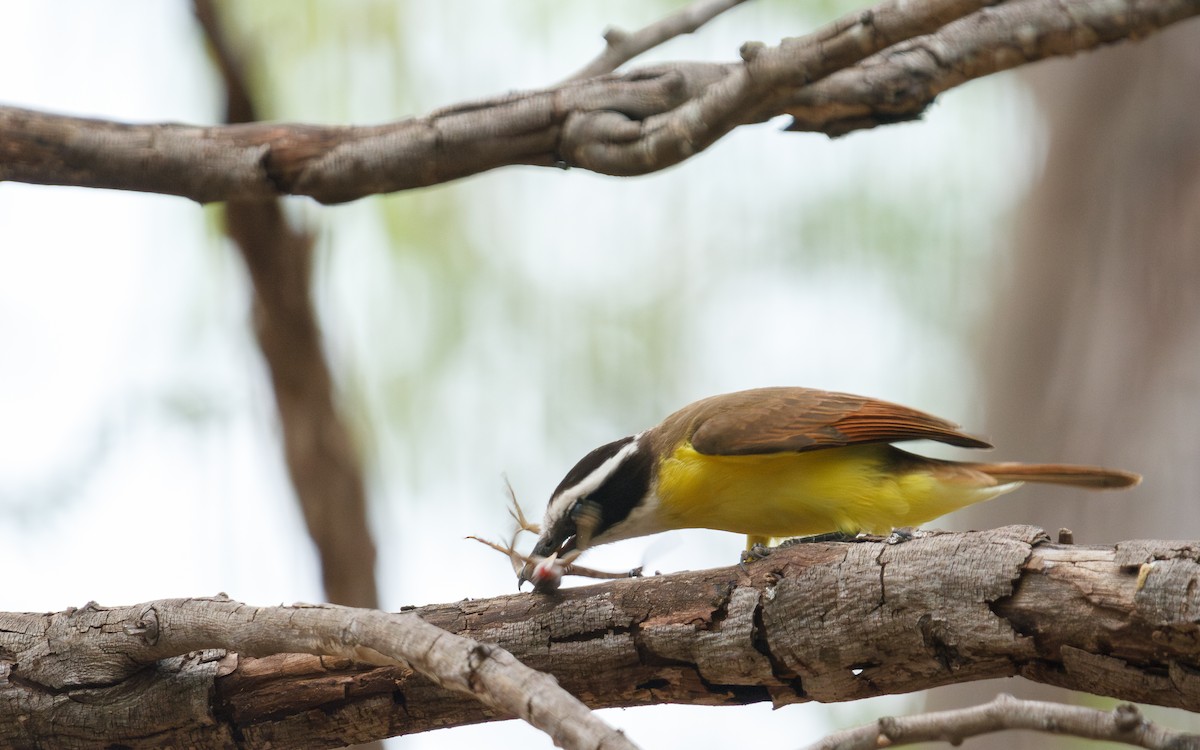 Great Kiskadee - ML635372113